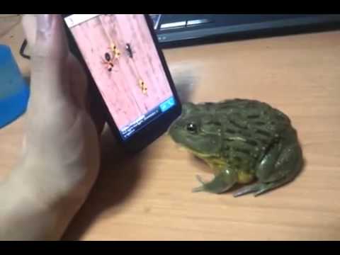 צפרדע ואייפון